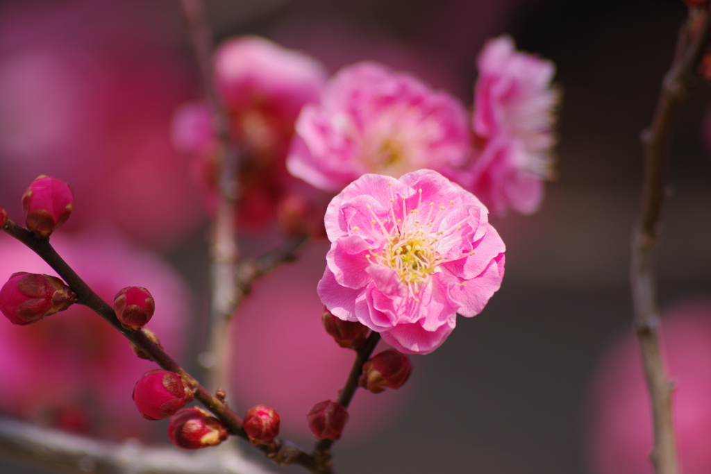 春の陽気の花散歩‐紅梅