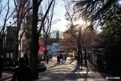 吉祥寺・井の頭公園の冬日-1