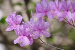 花散歩‐ミツバツツジ