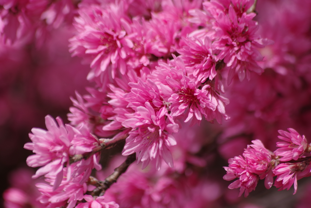 春真っ盛りの花散歩‐菊桃