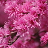 春真っ盛りの花散歩‐菊桃