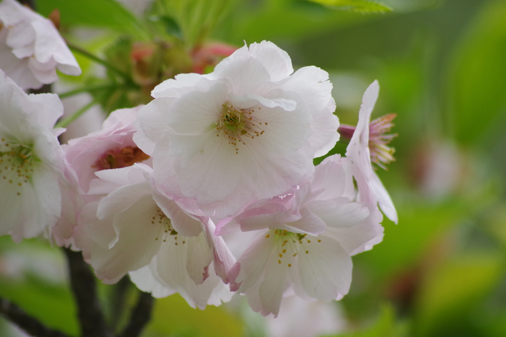 霞城公園の桜-12・山形霞憐