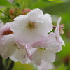 霞城公園の桜-12・山形霞憐