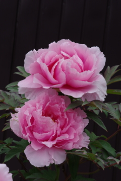 花散歩‐牡丹2