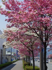 青春が駆ける-2