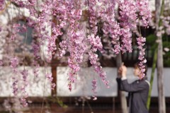 光禅寺の紅枝垂れ桜-1