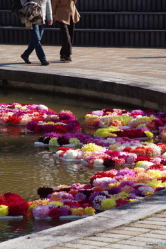 水に浮くダリア-2