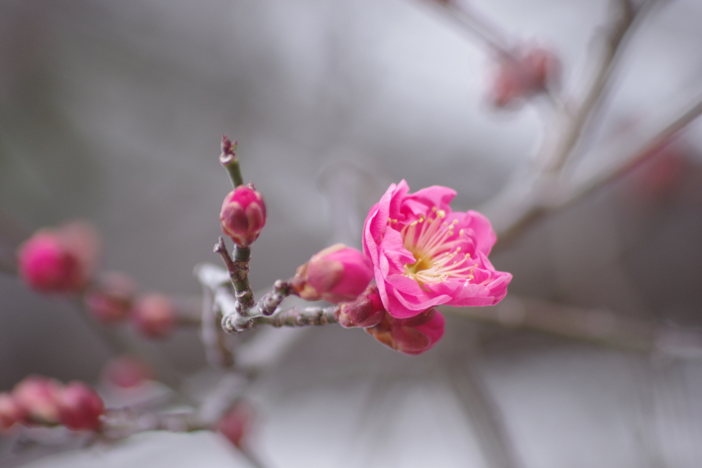 寒さの中で‐紅梅