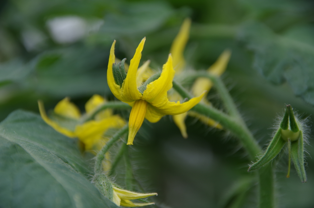 中玉トマトの花