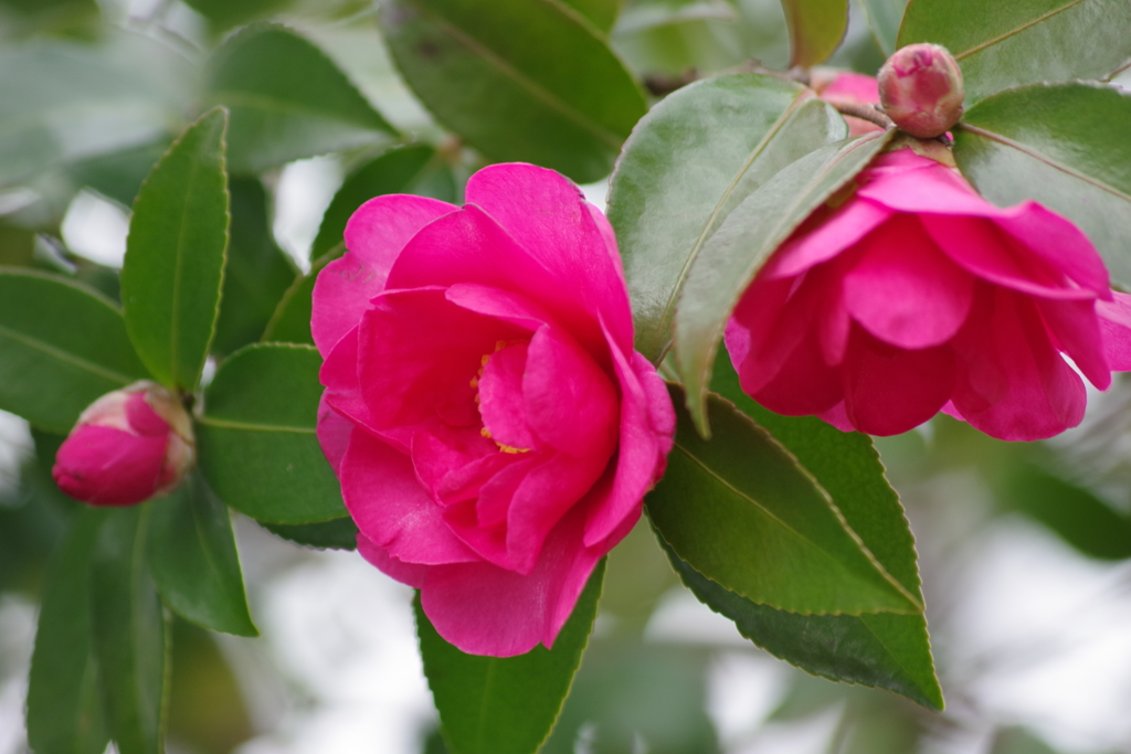 花散歩‐山茶花