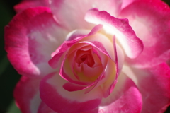 秋のバラ園-ジュビレ ドュ プリンス ドゥ モナコ