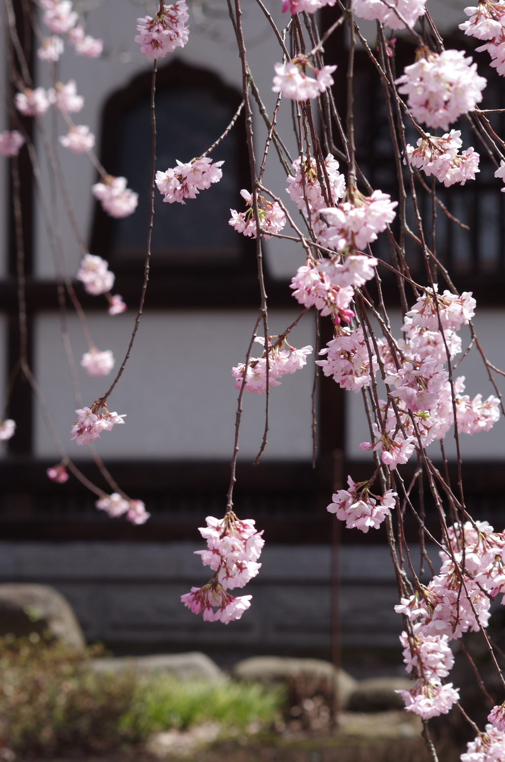 光禅寺の枝垂れ桜-1