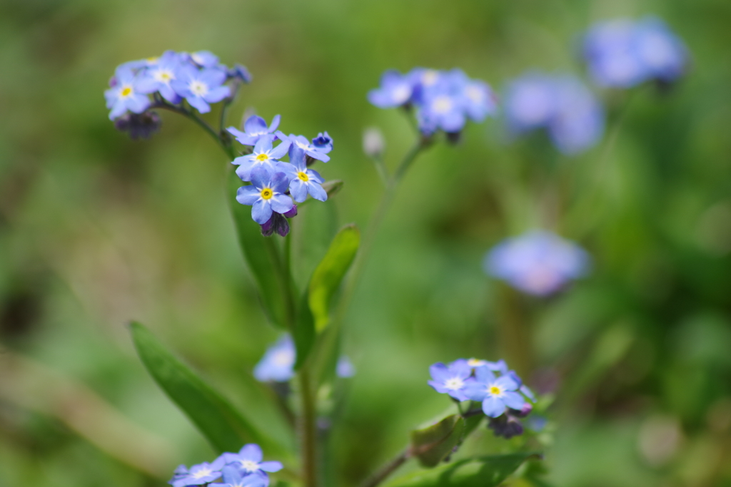 花散歩‐勿忘草