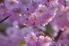 霞城の桜-春月香