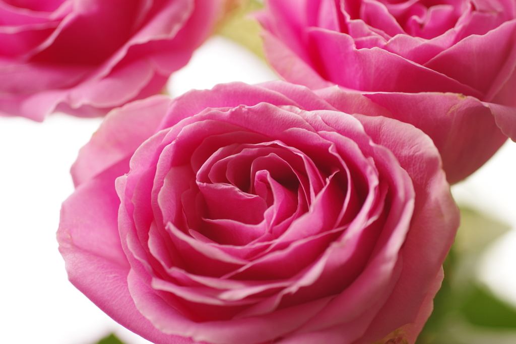 三本の薔薇-8