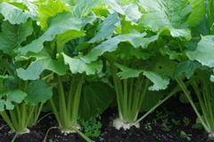 山形の秋野菜‐蕪