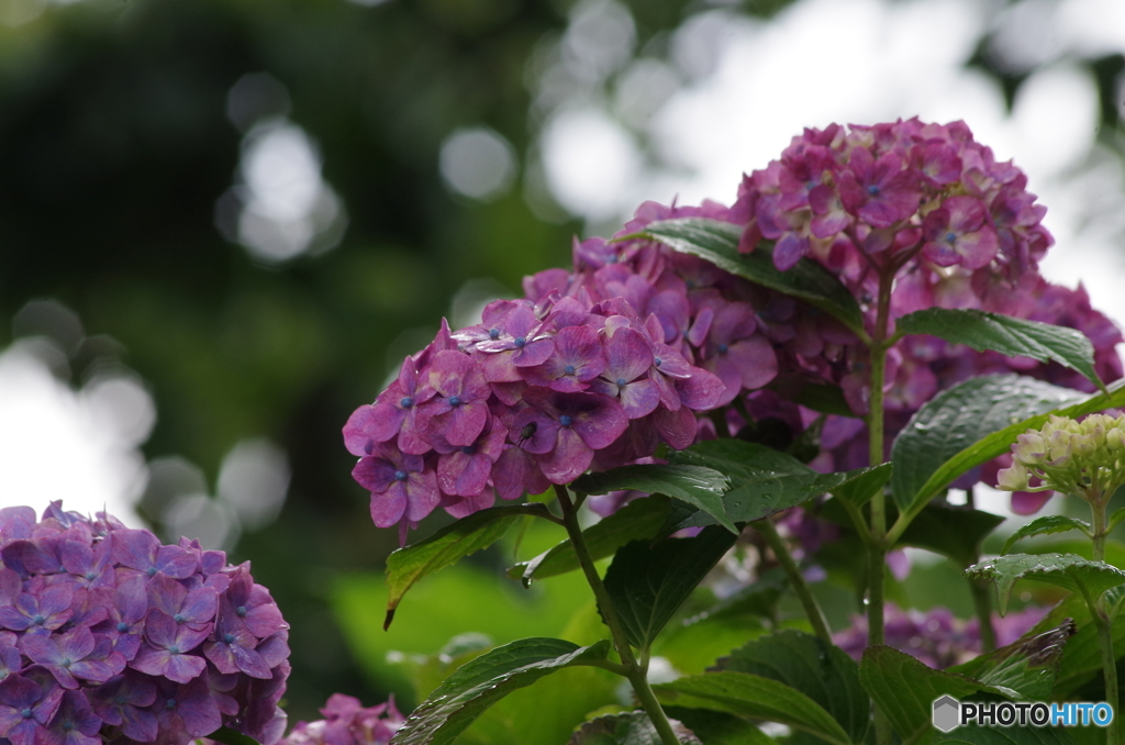 紫陽花の八変化の4