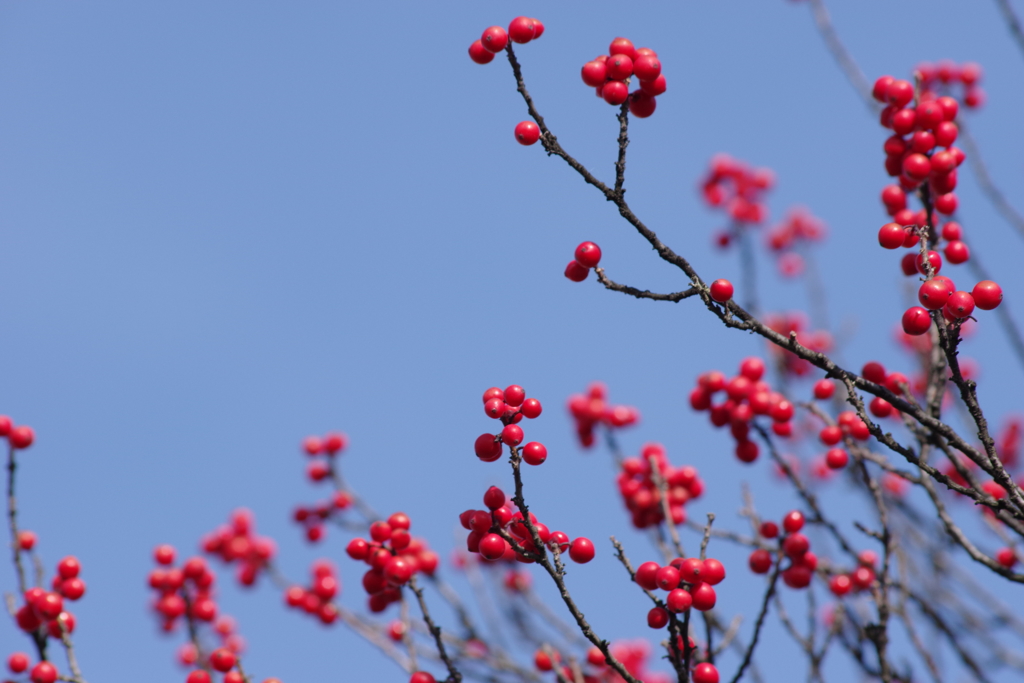 花散歩の赤い実‐ウメモドキ1