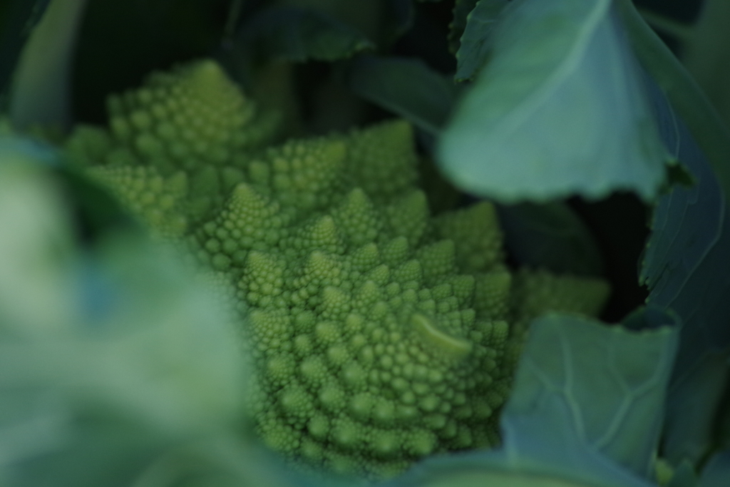 山形の秋野菜-ロマネスコ・ブロッコリー