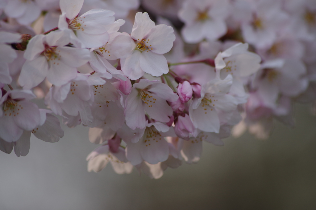 霞城公園の桜花-4