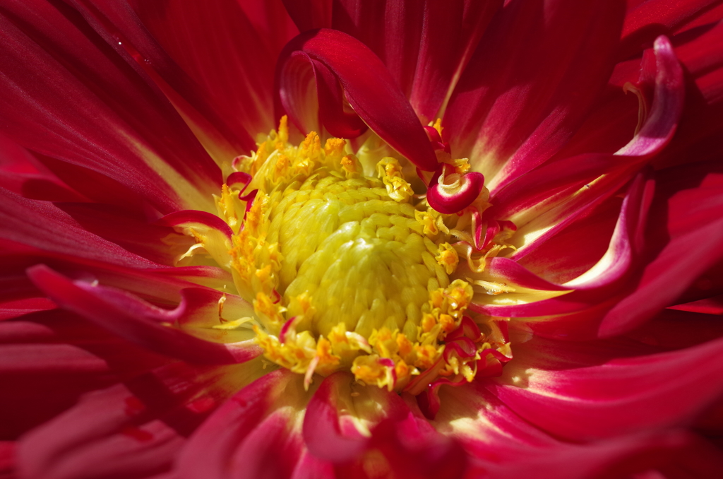 秋田のダリア‐蕊の魅惑4