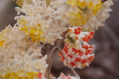 花散歩‐ミツマタの赤と黄