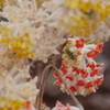 花散歩‐ミツマタの赤と黄