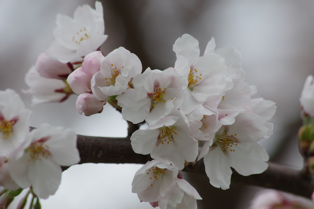 花散歩-桜