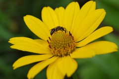 キクイモモドキと日本蜜蜂