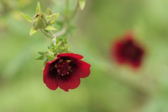 夏の野草園‐ハーブ園の紅い花
