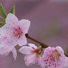 春を待つ心‐実桃