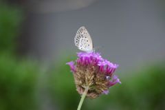 花散歩₋三尺バーベナとヤマトシジミ