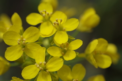 春を待つ心‐温海蕪の花