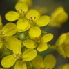 春を待つ心‐温海蕪の花