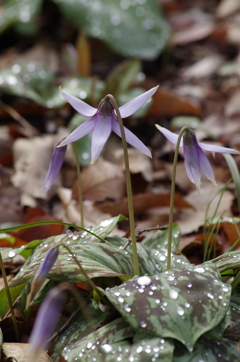 水滴を纏って俯いて