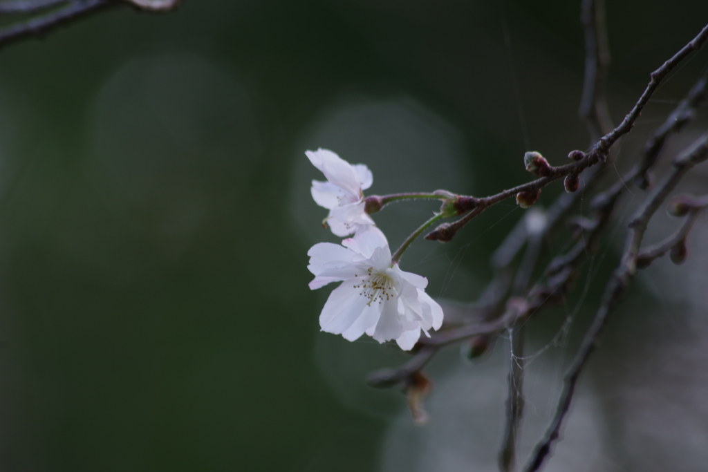 野草園の十月桜-3