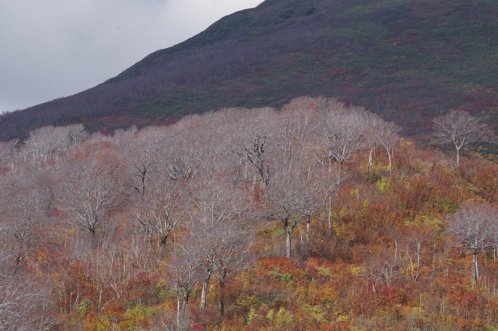 冬枯れ・紅葉1