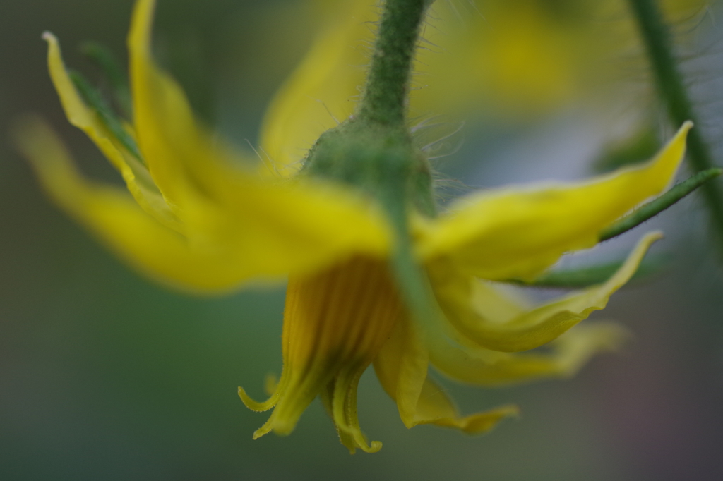 ミニトマトの花