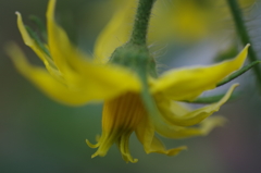 ミニトマトの花