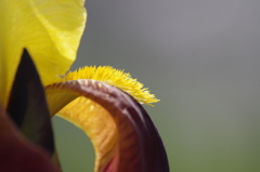 花散歩‐黄色のブラシ