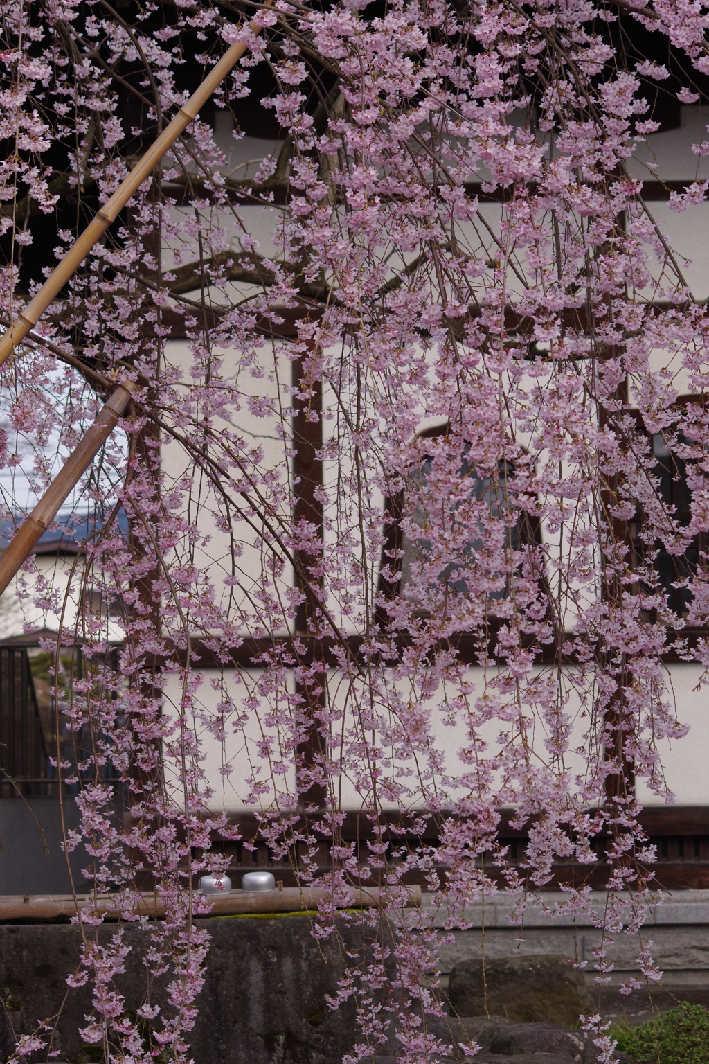 光禅寺の枝垂れ桜2