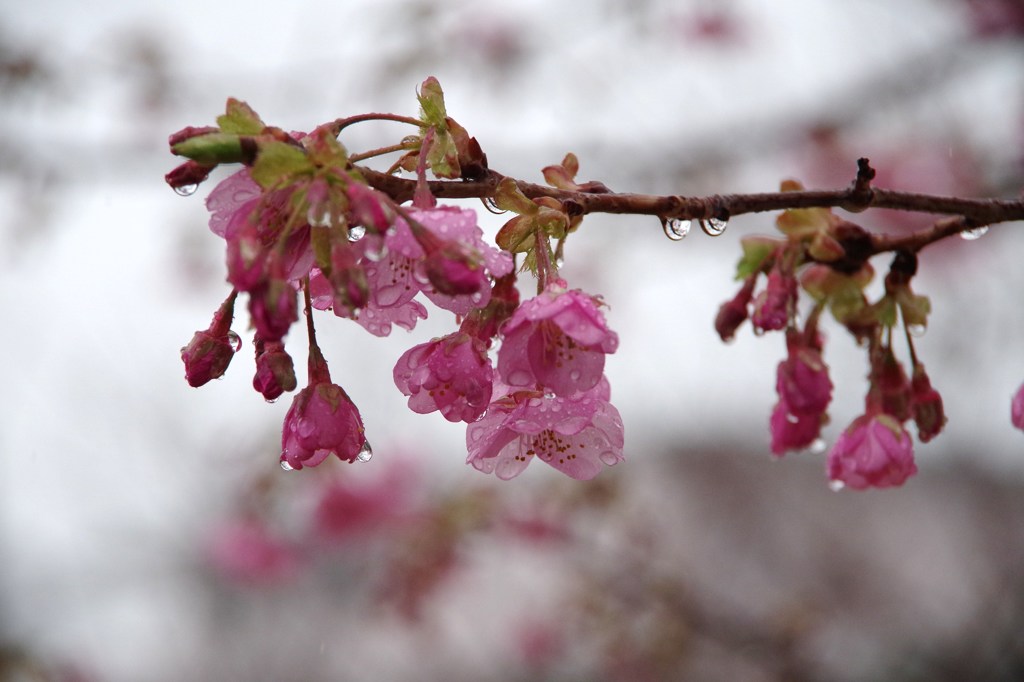 花に雨-1