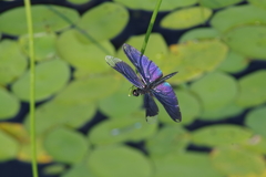 じゅん菜沼の蝶とんぼ