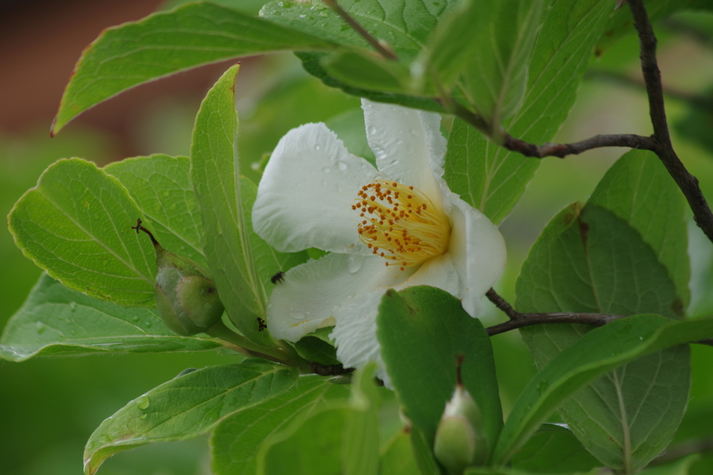 花散歩-ヒメシャラ