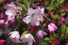 春を待つ心‐花海棠