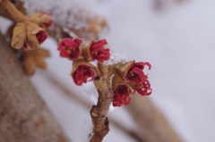 雪の中でまんず咲く1