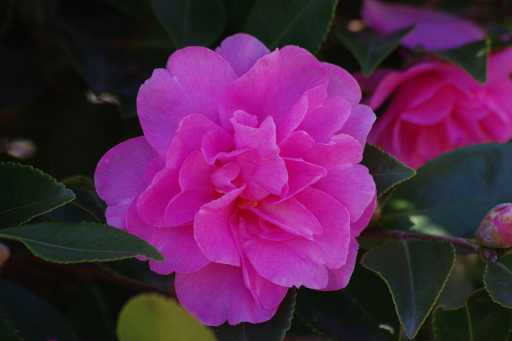 花散歩₋山茶花3