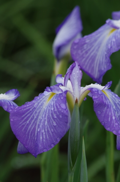 六月は花菖蒲-野川の辺