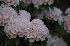 花散歩‐薄桃のカルミア