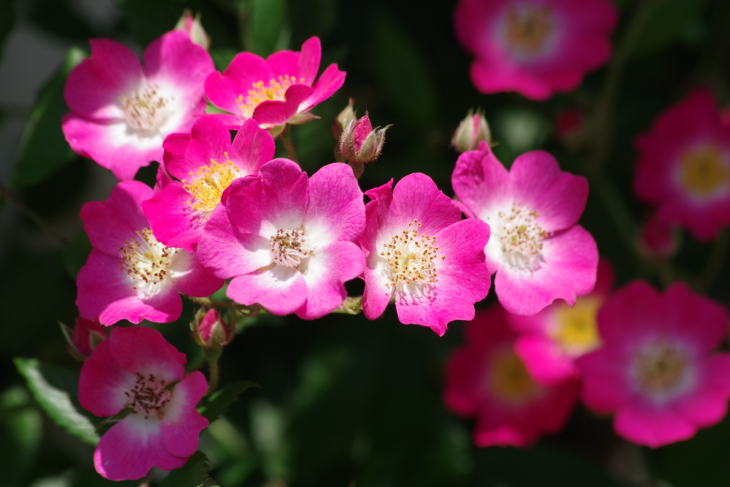 バラ園で散歩‐アーチのつる薔薇